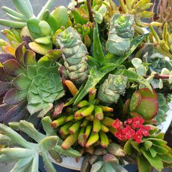Beautiful Succulents Arrangement 