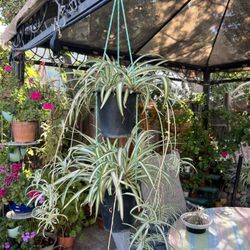 Spider Plant Double Hanging