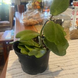 Hoya