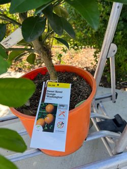 Semi dwarf Washington navel orange trees