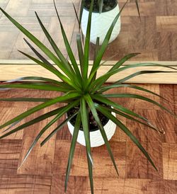 🌿HAWAIIAN MONEY TREE🌿Dracaena Marginata ❤️PLS READ DESCRIPTION