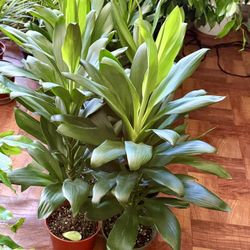 🌿30” Tall Gorgeous HAWAIIAN 🌺 Green Ti Plant is a natural stress reliever🙏PLS READ DESCRIPTION