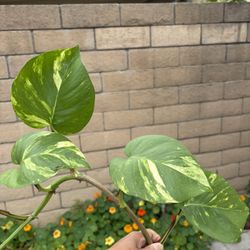 Rooted Giant Pothos Cutting