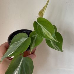 Beautiful Philodendron Rio Sport Plant 