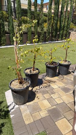 Free bougainvillea plant (delivery not included)