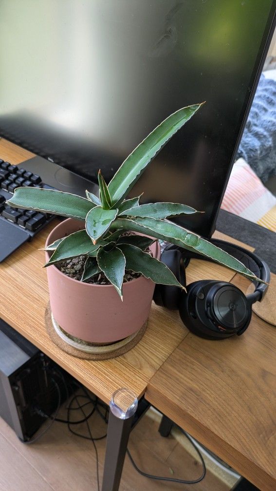 Snake Plant Variant