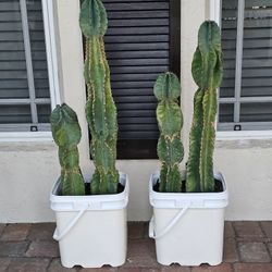 2 In Bucket Apple Cactus 