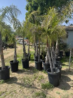 Queen Palm Trees