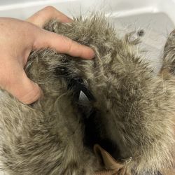 SOREL waterproof/ winter boots