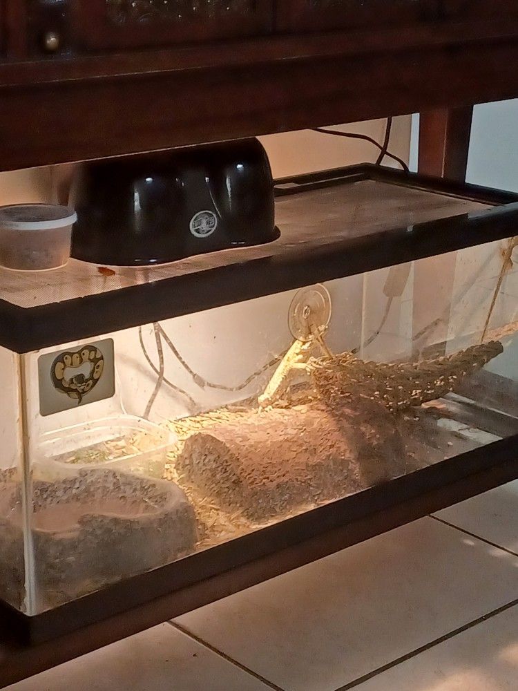 Bearded Dragon Enclosure With Everything 