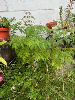 I have this 2 small trees 🌳 🌳 for free it like the third tree