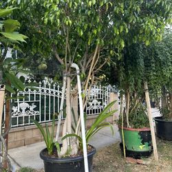 Plant For Sale