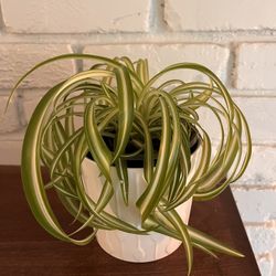 Spider Plant with Ceramic IKEA Pot