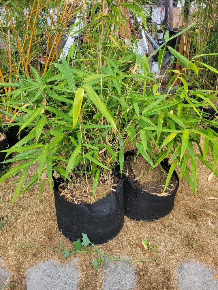 Bamboo Plant - Arrow Bamboo