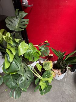 Monstera, Calathea Orbitfolia, Snake Plant Bundle