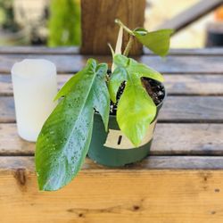 Live Philodendron Squamiferum plant in a plastic nursery pot—firm price