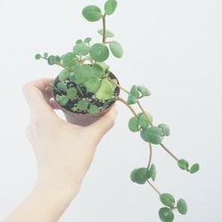 Peperomia HOPE Plant
