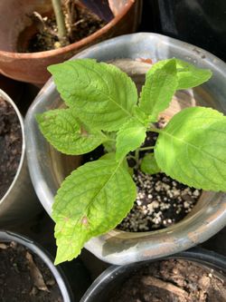 Tulsi plant