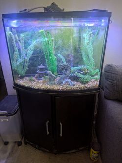36 Gallon Bowl Front Fish Tank & Supplies - NO STAND