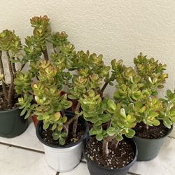 🌿—a symbol of prosperity♥️LUCKY Jade/GUD LUCK Plant👉PLS READ DESCRIPTION♥️WELL ESTABLISHED Trees