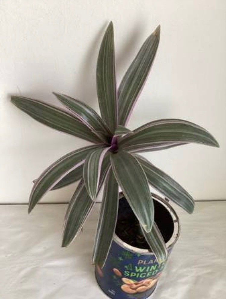 Rhoeo Tricolor Moses In The Cradle Plant