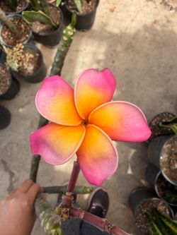 Cutting plumeria