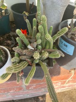 Cactus