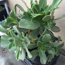 Big Succulent