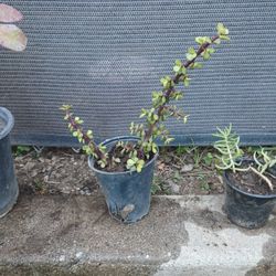 Plantita 