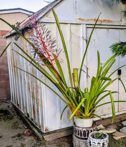 Large Bromeliads - beautiful tropical plant