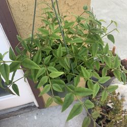 Hoya Bella Plants