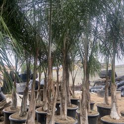 Queen Palms