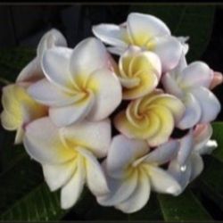 Plumeria “Gardenia “ Fully Rooted Plant