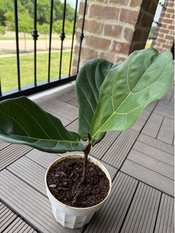 fiddle leaf fig - baby plant
