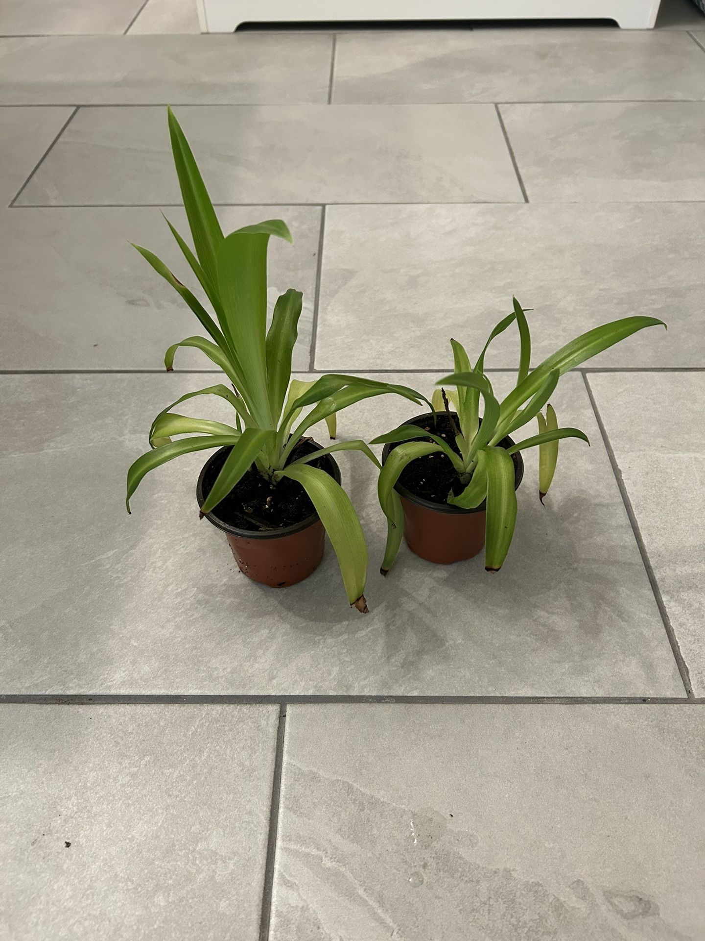 Spider Plant Shamrock Green 4” Pot