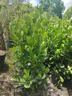 Clusia overgrown hedges 7gl 4-4.5ft🌼$23