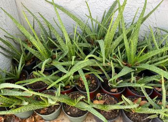 Aloe Vera Plants