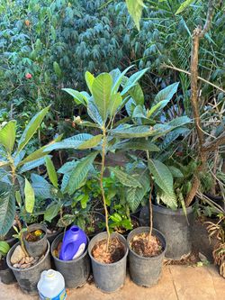 2 loquat fruit trees