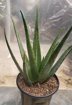 Huge Aloe plant