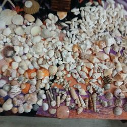 Shells,coral, Sand & More