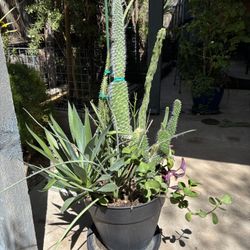 Extra Large 14” Outdoor Container Cactus Planting Arrangements. 