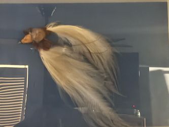 Taxidermy Bird Mount Wall Display