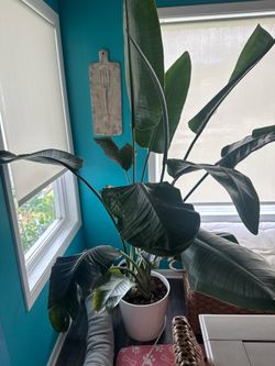 6’ Live Banana Leaf Tree with white ceramic pot