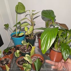 Plant Sale!!