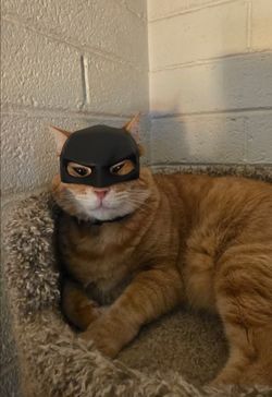 Cat Pet masks batman, bunny, skull