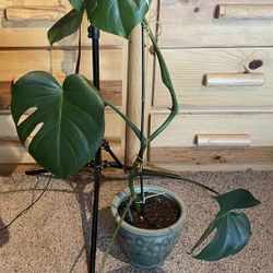 Monstera plant In Ceramic Pot
