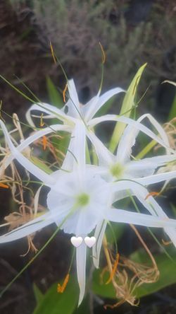 Spider lily