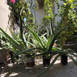 Aloe Vera plants 