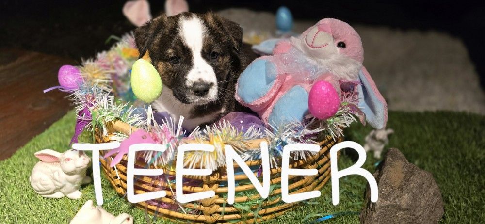 Border Collie , Tennessee Plott Hound MIX
