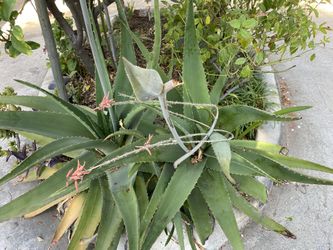 Aloe Vera, Cactus, Plants